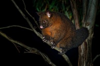 Kusu lisci - Trichosurus vulpecula - Common Brush-tailed Possum o2731